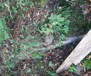 Aktuality / Prechod cez miestnu lavicu ponad rieku Orava je uzatvorený - foto