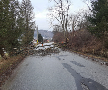 Aktuality / Z cesty III. triedy pri železničnej stanici sme odstránili nebezpečný strom - foto