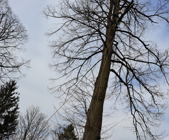 Aktuality / Na našom cintoríne sme opílili na stromoch nebezpečné konáre  - foto