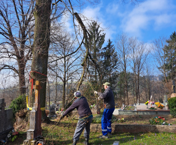 Aktuality / Na našom cintoríne sme opílili na stromoch nebezpečné konáre  - foto