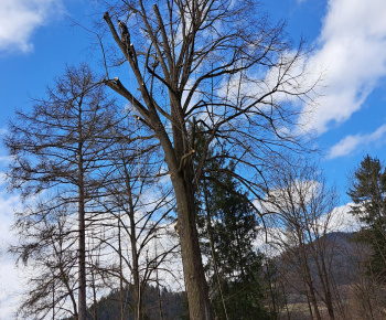 Aktuality / Na našom cintoríne sme opílili na stromoch nebezpečné konáre  - foto