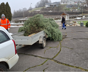 Aktuality / Vianočný stromček pre kostolom sme postavili - foto