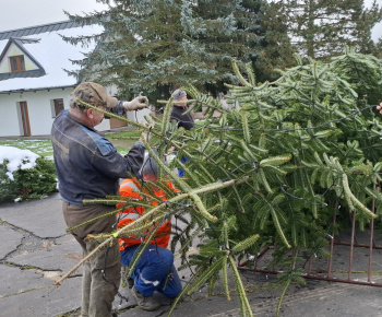 Aktuality / Vianočný stromček pre kostolom sme postavili - foto