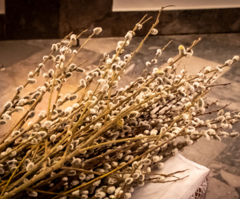 Aktuality / Pozrite si fotky z Kvetnej nedele - foto