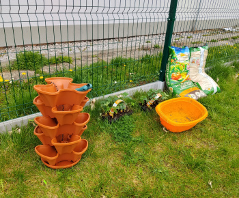 Aktuality / Sadíme jahôdky v školskej záhrade - foto