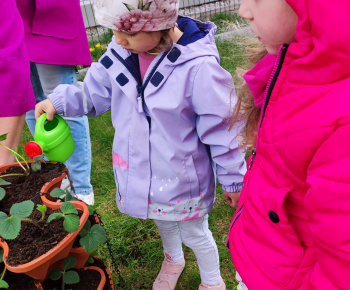 Aktuality / Sadíme jahôdky v školskej záhrade - foto