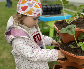 Aktuality / Sadíme jahôdky v školskej záhrade - foto