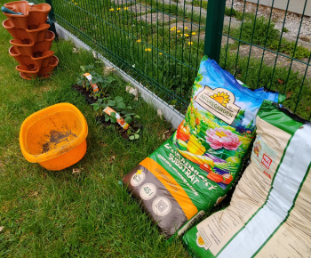 Aktuality / Sadíme jahôdky v školskej záhrade - foto