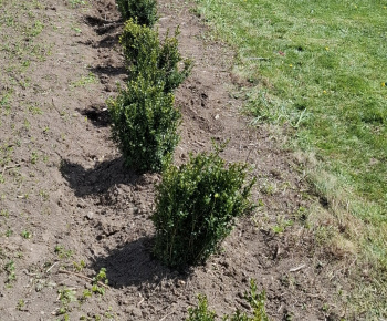 Aktuality / Úprava okolia nášho kostola - foto