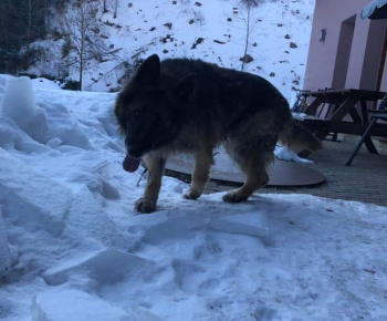 Zatúlaný pes - 15.02.2022