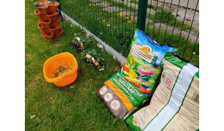 Sadíme jahôdky v školskej záhrade